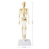 Skeletal Joints Of Human Organ Model DIY Human Body Model Teaching Bone Model  Teaching Tools