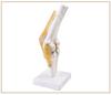 Human Knee Joint Model for Orthopedic Teaching and Display