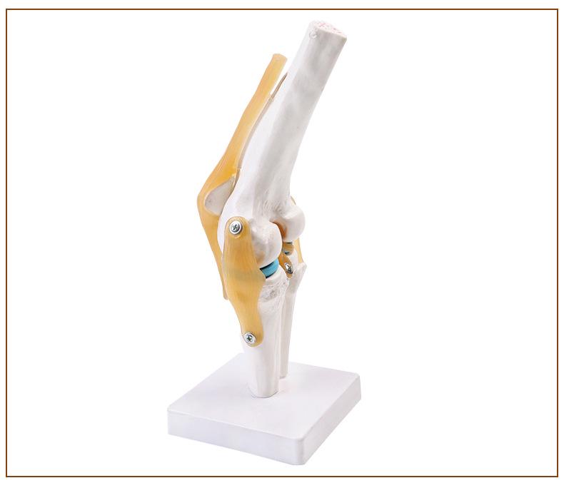 Human Knee Joint Model for Orthopedic Teaching and Display