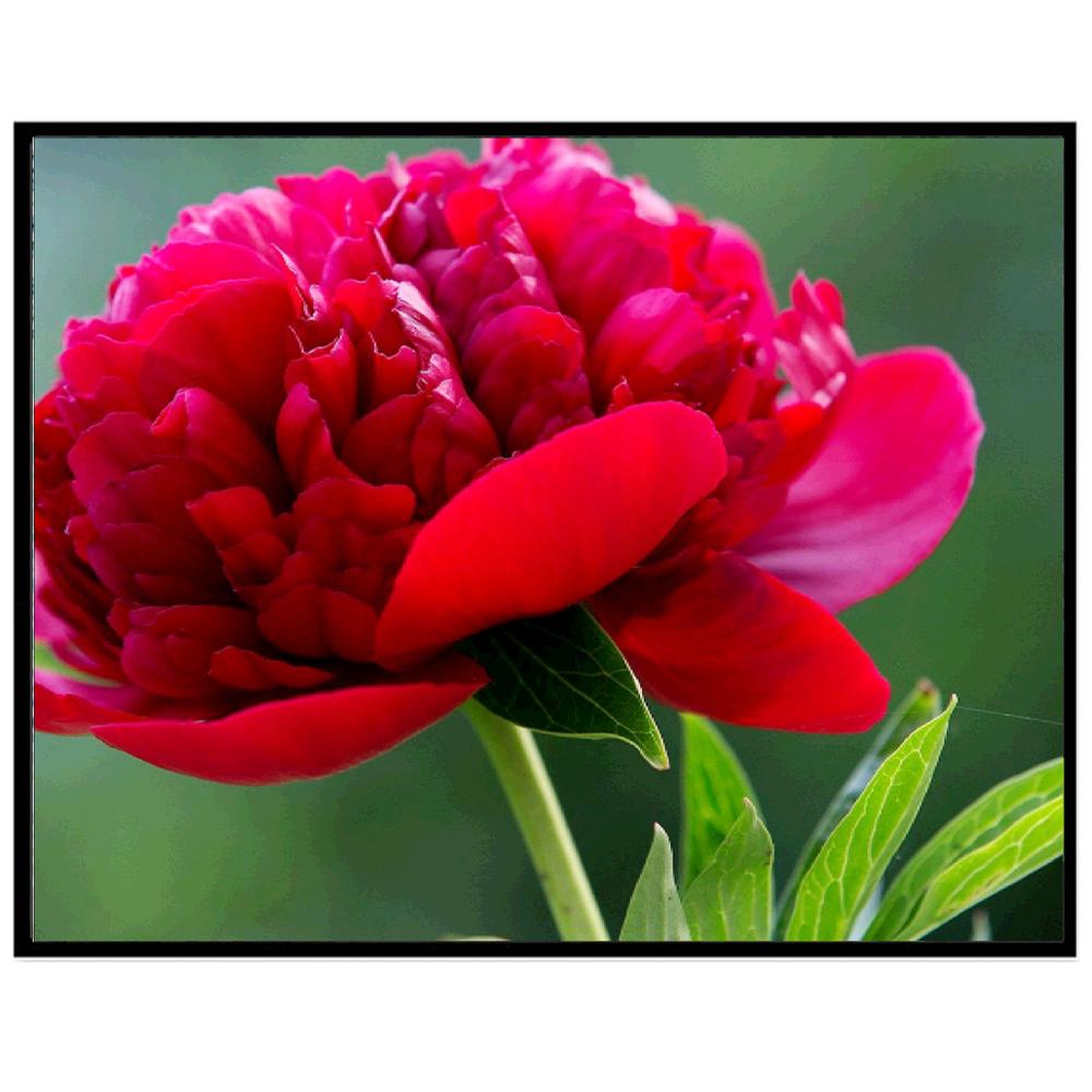 5D Diamantové malování Váza s růžemi DIY Dekorativní diamantové malování Pták Květina Křížková výšivka Zahrada Diamantová výšivka Domácí dekorace