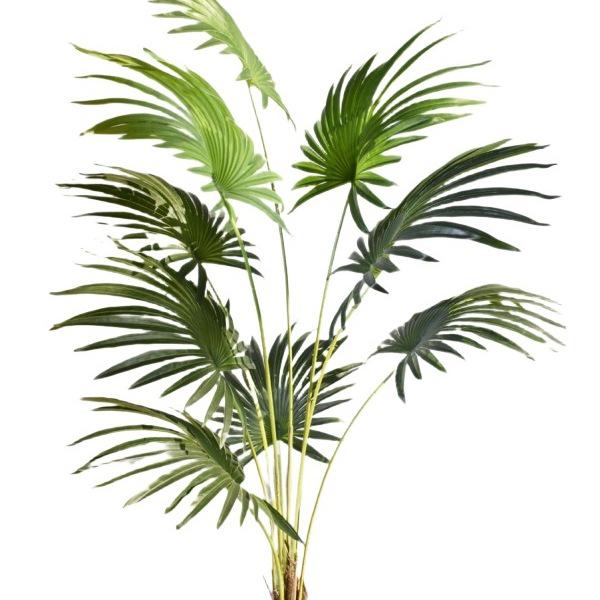 Artificial Fan Palm and Bamboo Floor-Standing Garden Decoration for Photography