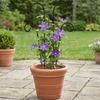 Garden Stake Removable Obelisk Support for Climbing Plant Trellis Height Suitable for Various Climbing Plant