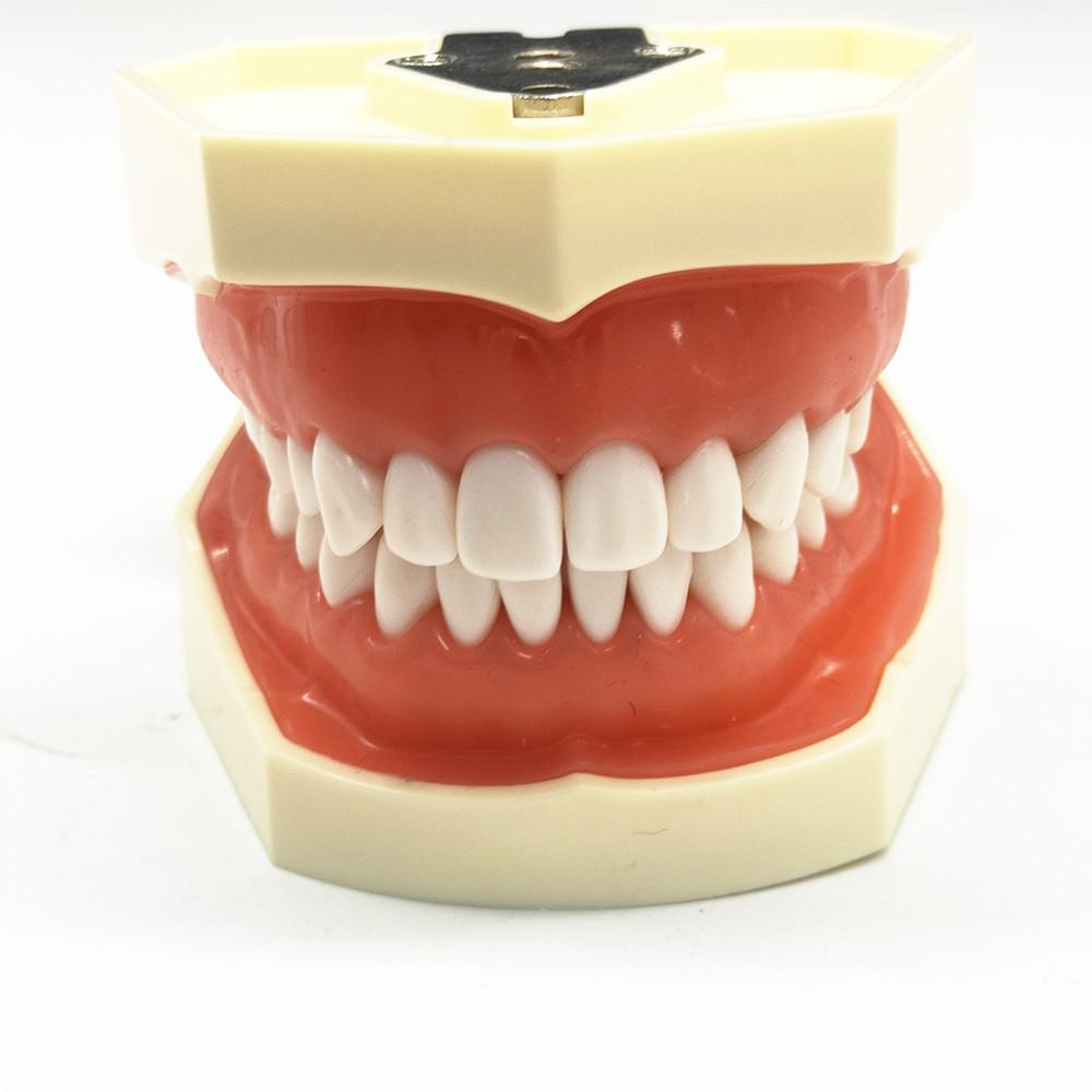Modèle dentaire dents de gomme modèle d'enseignement modèle de Typodont dentaire Standard démonstration avec modèle de dents amovibles modèles de dentiste