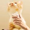Portable Rechargeable Pet Hair Brush Gentle Soothing Steams Technology for Various Coat Type