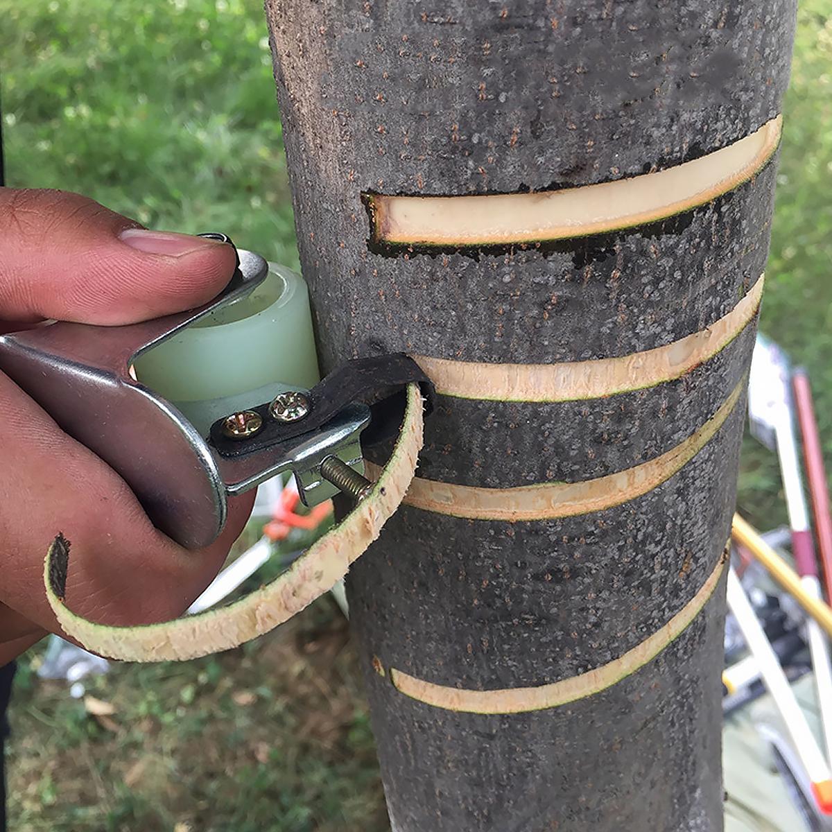 Инструмент для удаления коры с деревьев: обзор и практическое применение