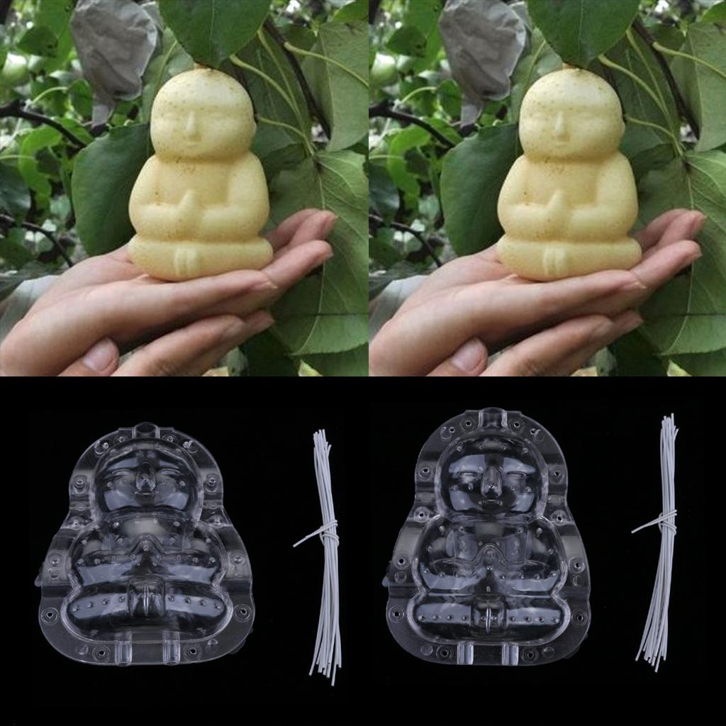 

2 шт. фрукты, формирующие рост, формирующий Будду A + B