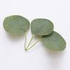 Artificial Eucalyptus Vine With Green Leaves Small Tea Roses Home Decor Wedding Party Wall Hanging