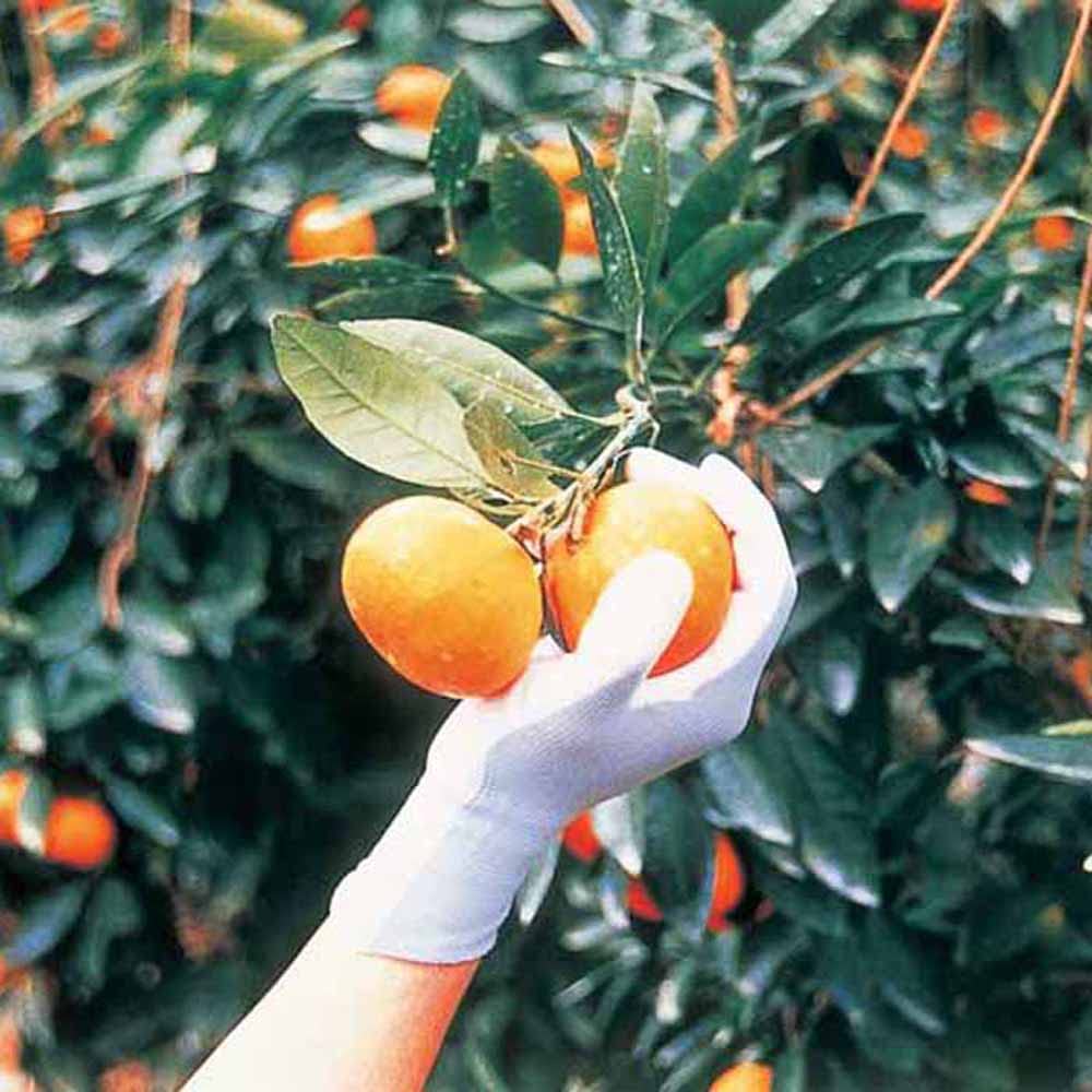 Showaglove Work Gloves Tightly Fitted Long Blue No. 265, Backless, Heavy-Duty Type, Medium, 3-Pack (2-Pack),