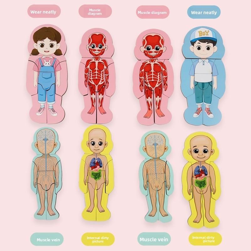 Organs Human Body Structure Jigsaw Puzzle Educational Toy For Kids Learning