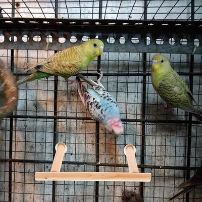 Parrot Perch Bird Stand Pole Shower Perch Standing Toy Parrot Stands Platform Parakeet Climbing Standing Branches Toy Cage Accessories for Cockatiels