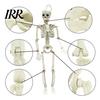 Durable Skeleton Model for Cemetery Theme Halloween Decoration, 3Ft Life Size Full Body Human Bone, Realistic Posable Party Decorations with