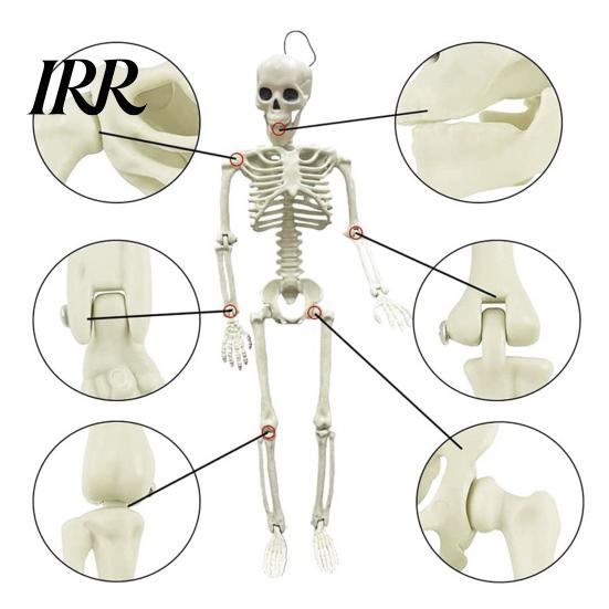 Durable Skeleton Model for Cemetery Theme Halloween Decoration, 3Ft Life Size Full Body Human Bone, Realistic Posable Party Decorations with