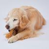 Petio Dog Toy Chewing Corn Chicken Flavor Large Dog Size L