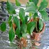 1-10PCS Silver Reflective PETP Films 210 X 130cm Garden Greenhouse Cover Foil Sheets Effectively Increase Plants Growth Tools