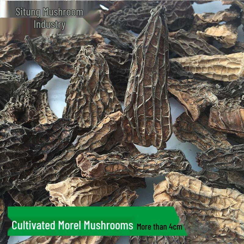 Sitong Junye Dried Morel Mushrooms - Yunnan Plateau Specialty