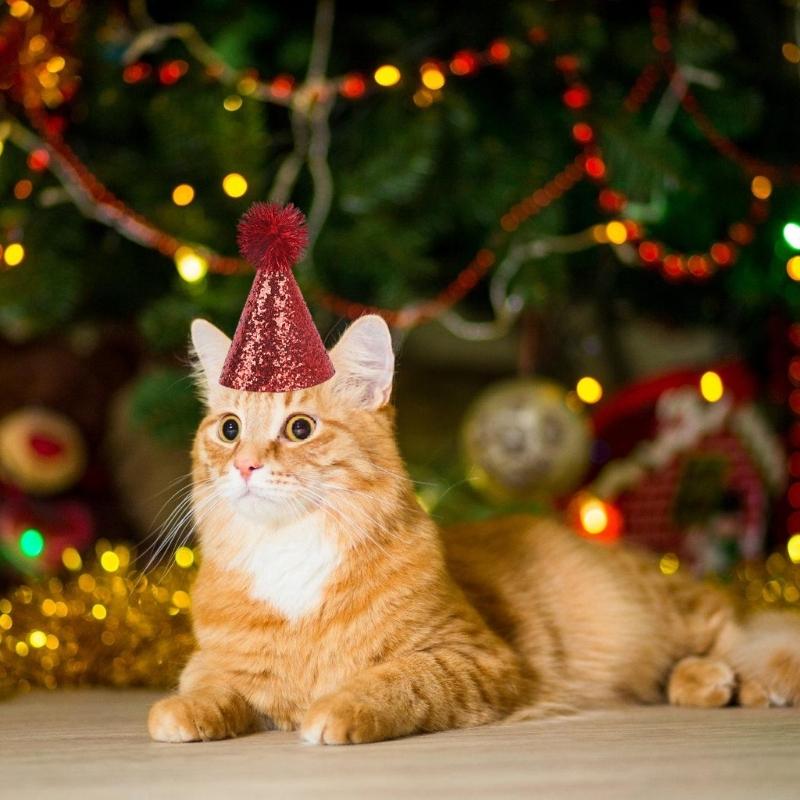 6Pcs Sparkling Festival Pet Hat With PomPoms Glittering Powder For Holiday Photography Dog Cats Party Decoration