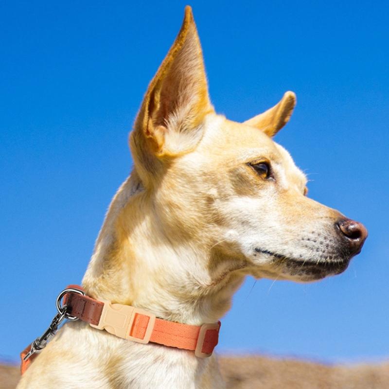 Heavy Duty Dog Collar Leash for Large Medium Dogs Walking Hiking Harnesses Strong Pet Dog Leash