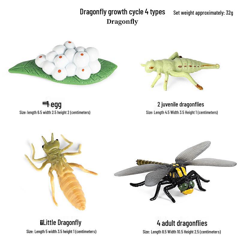 Montessori Cognitive Models: Sea Turtle, Hen, Frog, Snail, Butterfly, Bee Growth Cycle Toys