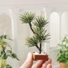 1 Stück Mikro-Landschaftsgarten Bonsai-Ornament 1/12 Puppenhaus Simulation Kieferngrün Pflanzen Bonsai-Modell Szene Dekoration