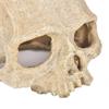 Human Skull  Model Fishtank Aquarium Landscaping Accessories For Scorpion Spider Lizard Snake