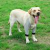 Breathable Dog Recovery Sleeve Cotton Dog Shoulder Support Dog Elbow Protector  For Dog Front Leg