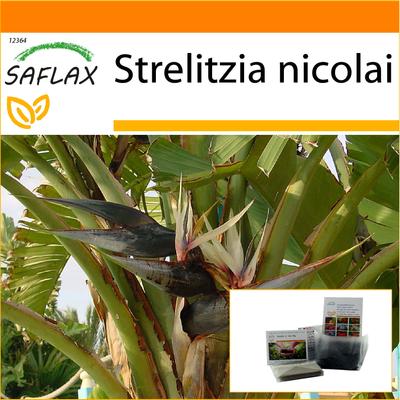 Garden in the Bag – Weißer Paradiesvogel – 5 Samen – Mit Substrat im passenden Standbeutel – Strelitzia nicolai