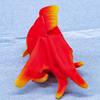 Take Off Goldfish Plush Toy Kintoto Ryukin