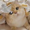 Cute Cat Key Chain Cat Dog Keepsake Hair Keyring Acrylic Pendant Clear Memorial Keychains for Collection Backpack Purse Bag