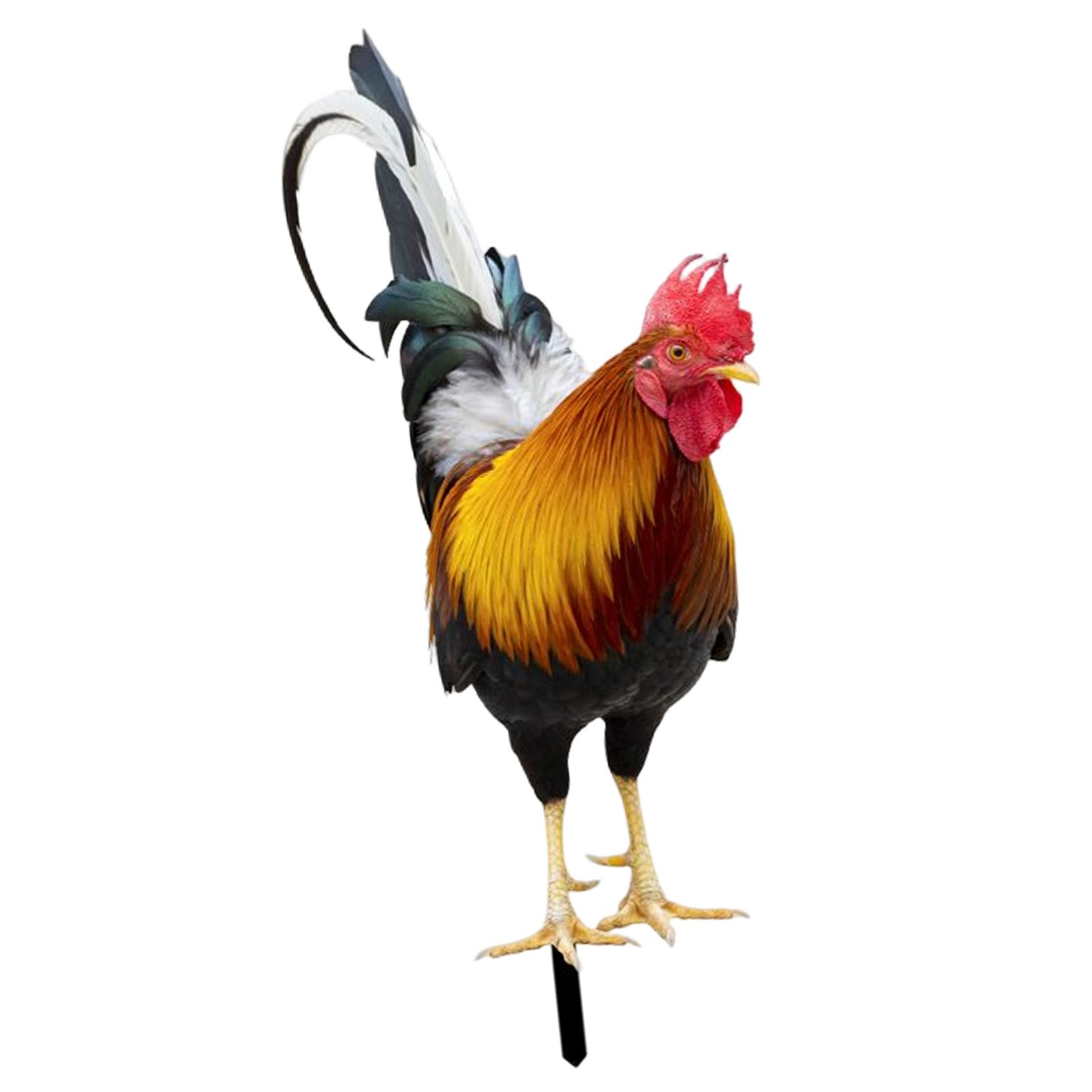 

Garden Stakes Rooster Animal Statue Yard Sign Decorative Sculpture Lifelike Figures Hen Garden Ornaments for Backyard Outdoor
