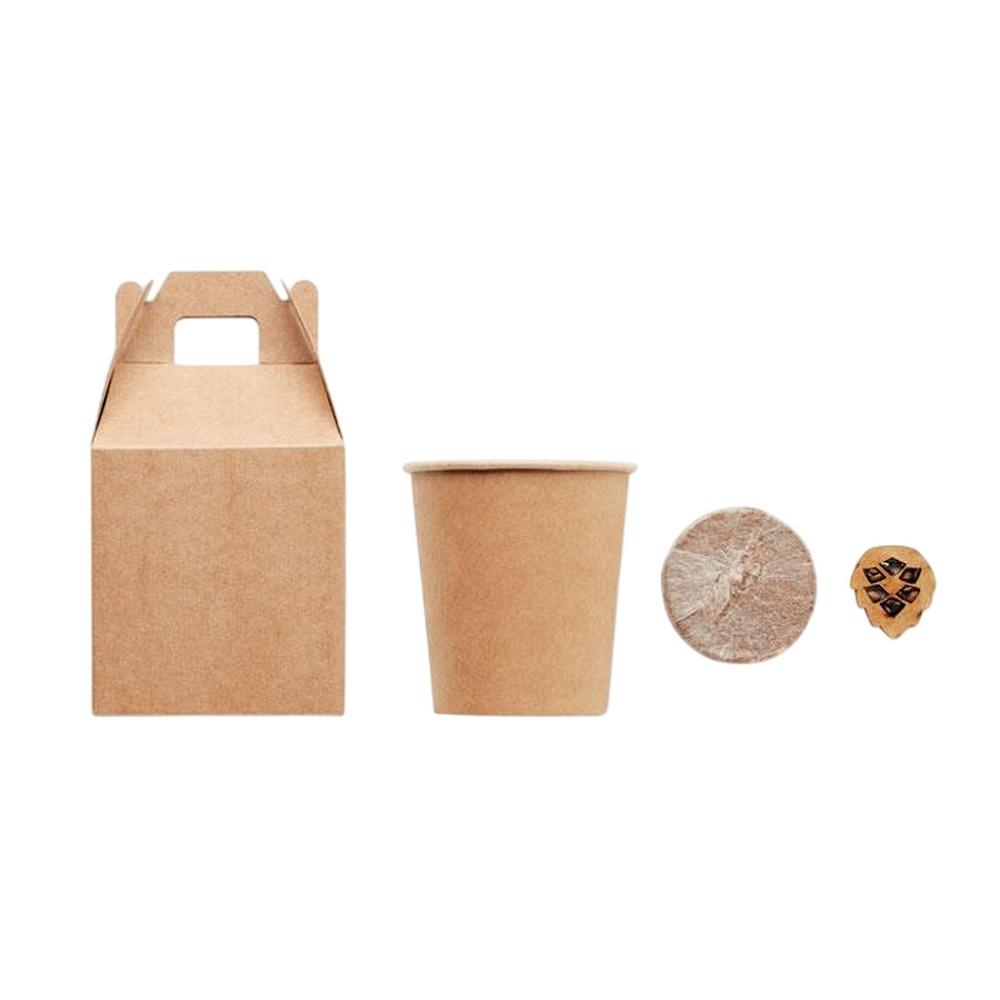 MidOcean Growtree Pine Tree Seeds