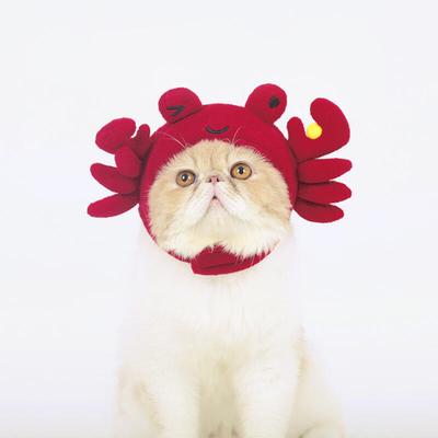 Kedi – Kediler için giyim