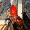 Hanging Chicken Feeder Precision Nutrition Poultry Gravity Feeder Wide Mouth Automatic Chicken Feeder Chicken Coop Accessories