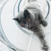 Cat Toys Cat Tunnel and Cat Cube Pop Up Collapsible Kitten Indoor Outdoor Toys-Collapsible 3 Way or 1wayCat Tube- for Cat, Puppy, Kitty, Kitten