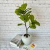 Grüne Topfpflanze Bonsai mit weißen Rändern für Heimdekoration und Foto-Requisiten