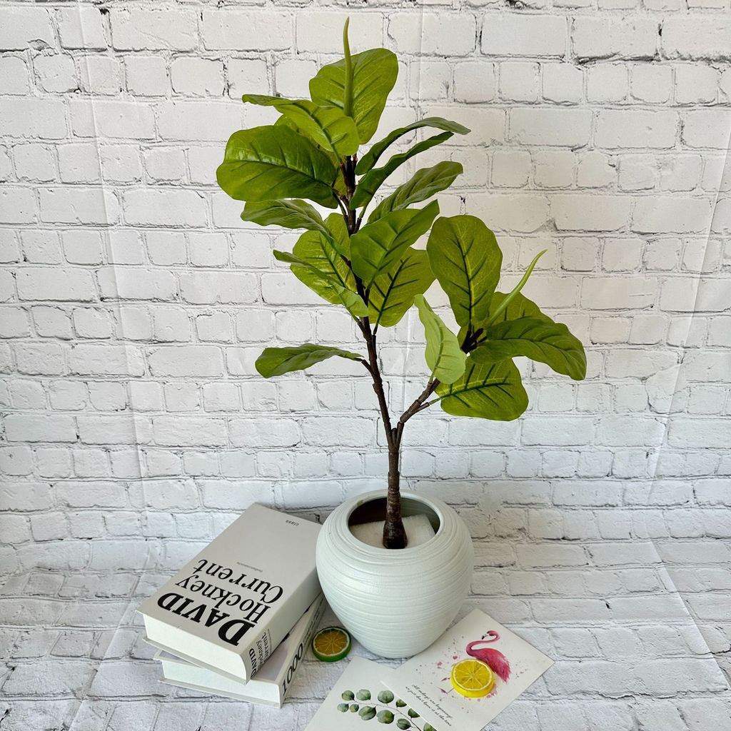 Grüne Topfpflanze Bonsai mit weißen Rändern für Heimdekoration und Foto-Requisiten