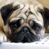 5D DIY Diamond Painting Dog Diamond Embroidery Animal Scenery Cross Stitch Full Round Drill Home Decor Manual Art Gift