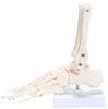 picoLab Foot Skeleton Model, Foot Bone Model, Foot Bone Model, Toes, Left Foot