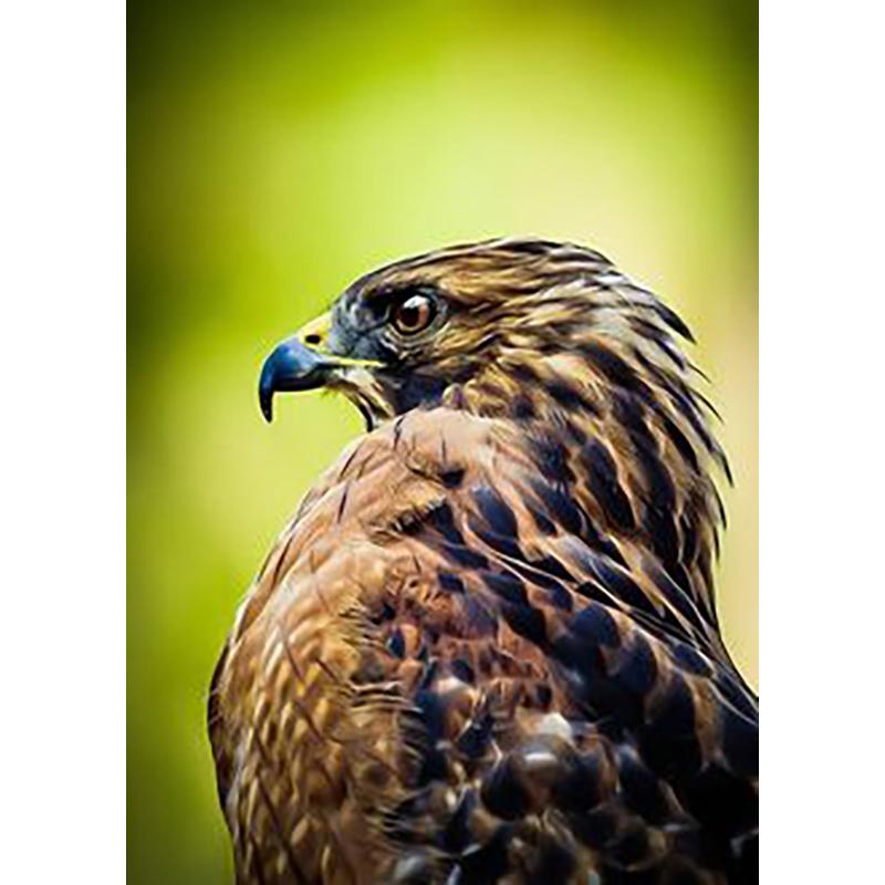 5D Diamond Painting Eagles Diamond Embroidery Cross Stitch Full Round Round Drill DIY Rhinestones Wall Art Home Decor