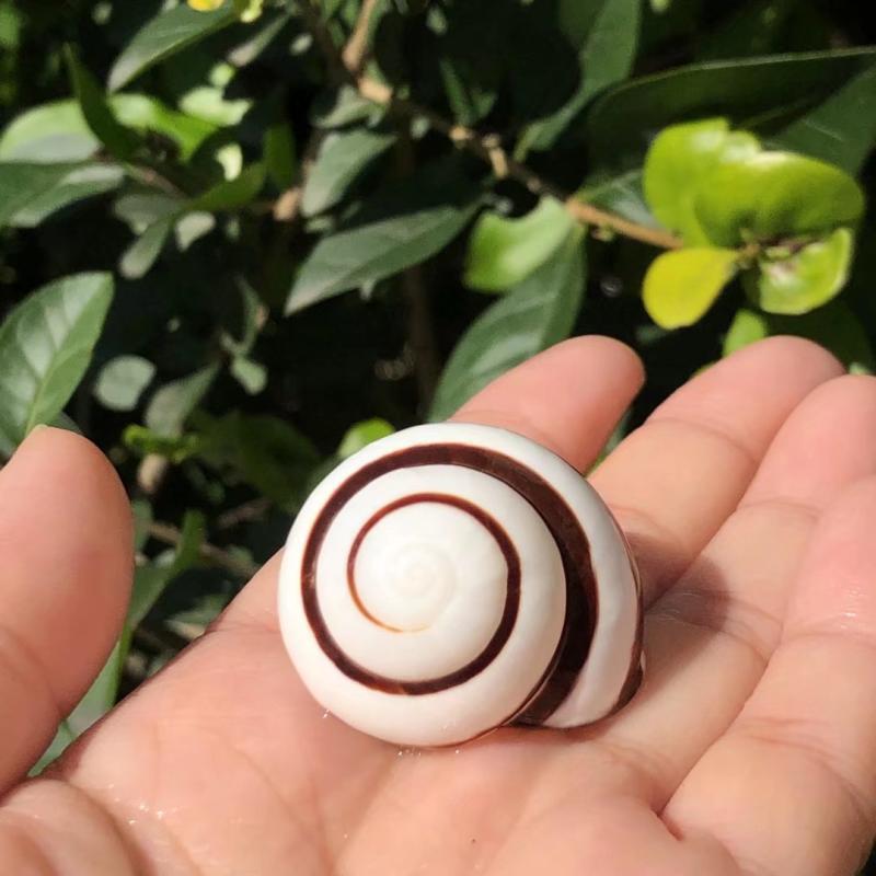 Eremitkräfta Ersättning & Snäcka Naturliga Snäckskal för Akvariumdekor