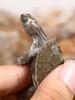 Live Mississippi Map Turtle - Small Deep Water Pet, Ideal for Mixed Breeding Ornamental Tanks
