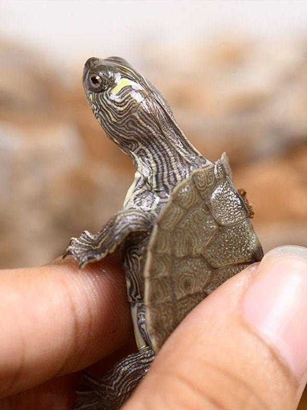 Live Mississippi Map Turtle - Small Deep Water Pet, Ideal for Mixed Breeding Ornamental Tanks
