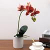 Simulation Plant Phalaenopsis Pot Home Living Room Decoration Fake Flower Flower Pot Simulation Flower Factory Wholesale