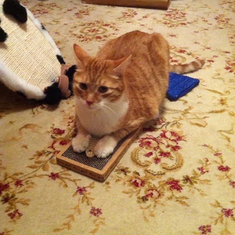 Cat Kitten Scratchpad Toy Play Corrugated Safe Cardboard Scratcher Catnip Bed