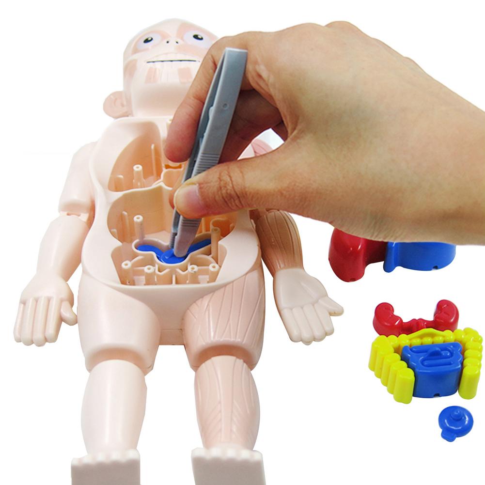 Model Anatomy Doll Human Torso Body Model Anatomy Anatomical Medical Internal Organs For Teaching DIY Assembly Educational Doll
