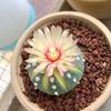 Indoor Flowering Cactus Succulent for Desk or Balcony
