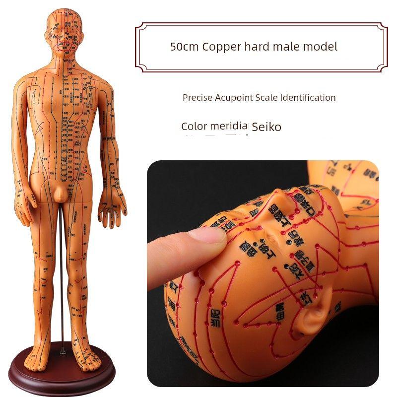Medicine Acupuncture Acupoint Model Chart of Human Body Super Clear Body Twelve Meridians Human Shape Can Practise Small Skin People with Needles
