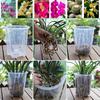 Orirya Flower Slit Potted with Orchid with Phalaenopsis Seedling Gardening 16cm Planter, Pot, Plastic, Pot, Transparent, Houseplant, Succulent, Plant,