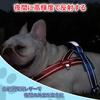 Charming Club Dog and Collar for Extra Small Dogs Walking Gentle on the Size S Suitable for Small and Cats with Reflective Strips Harness, Leash, -