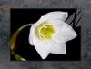 GLAS-KOCHFELD-SCHUTZPLATTE 70x52 ORCHIDEE