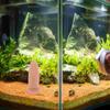 Laichbecher Töpferton Nachbildung Kaiserfisch Kegel Eierbrüter Zuchtröhrchen Angeln Aquarium